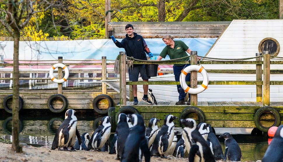 Feeding Penguins at Birdworld