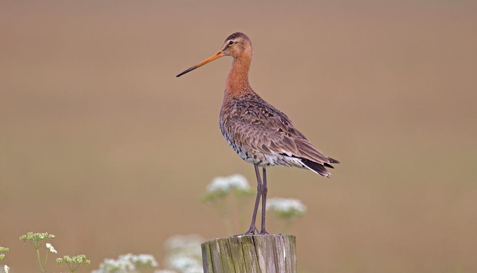 Become Bird Aware at Eling Tide Mill Experience