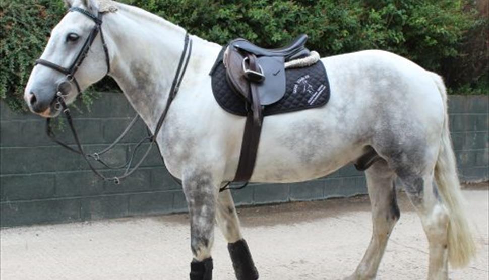 Own a Pony Day at Quob Stables