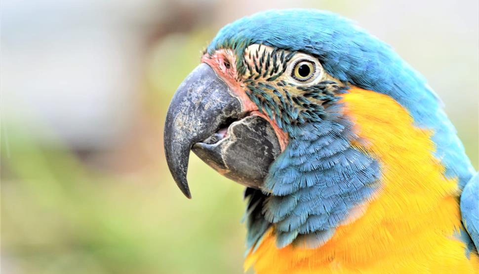 Parrot Play & Ball at Birdworld