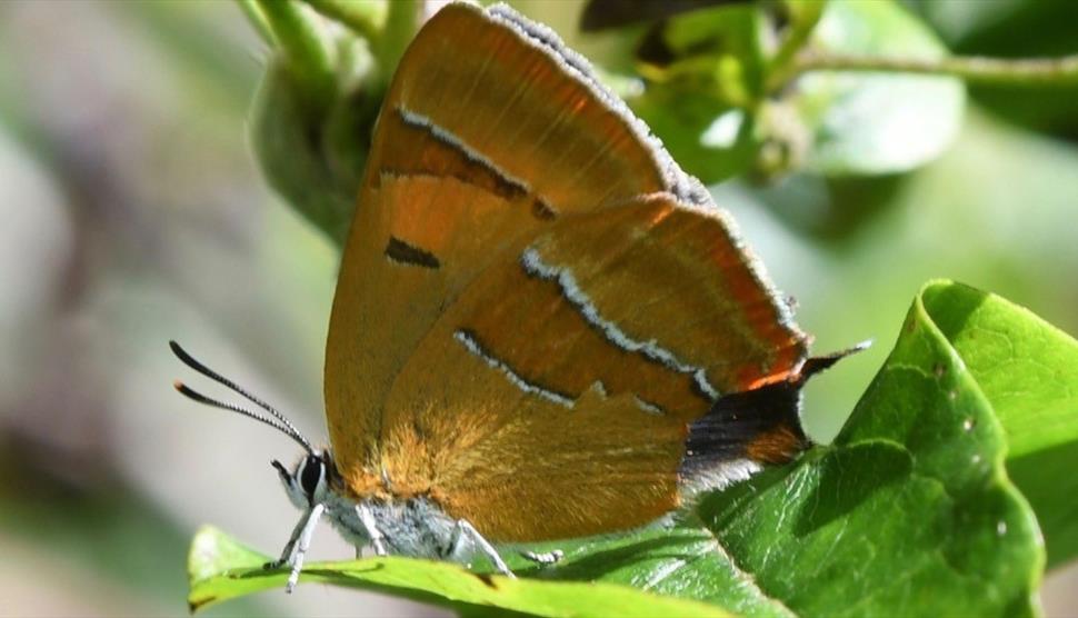 Talk: Butterflies and Moths of Selborne at Gilbert White's House and Gardens