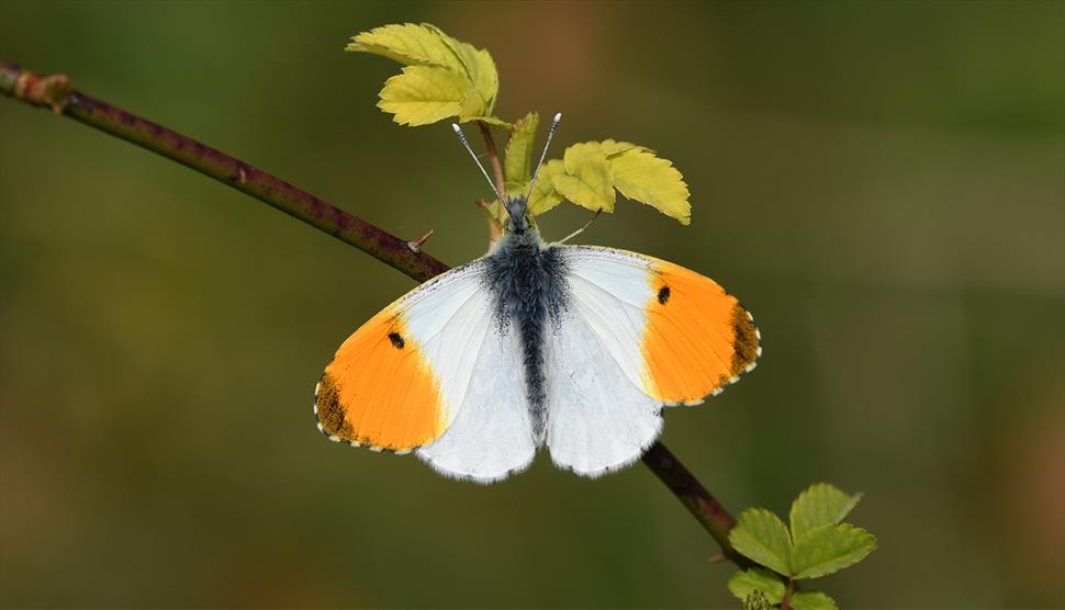 Butterfly Day at Gilbert White's House