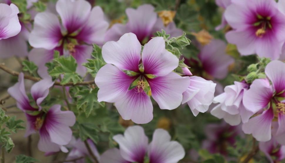 Craft Workshop: Spring Flowers in Pen and Line at Itchen Valley Country Park