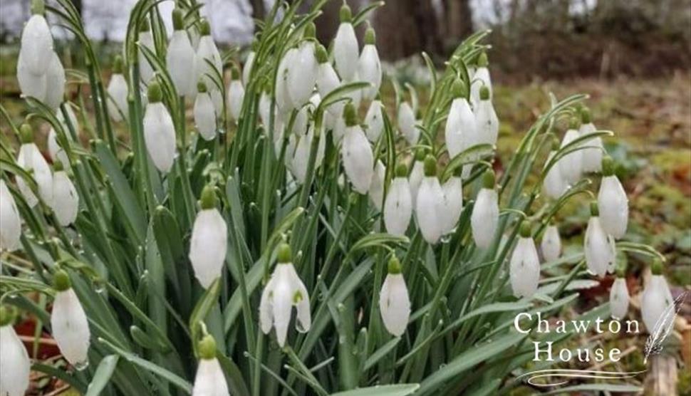 Snowdrop Sundays at Chawton House