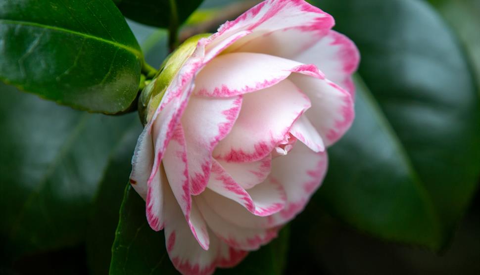 Seasonal Spotlight tours - Camellias at Exbury Gardens & Steam Railway