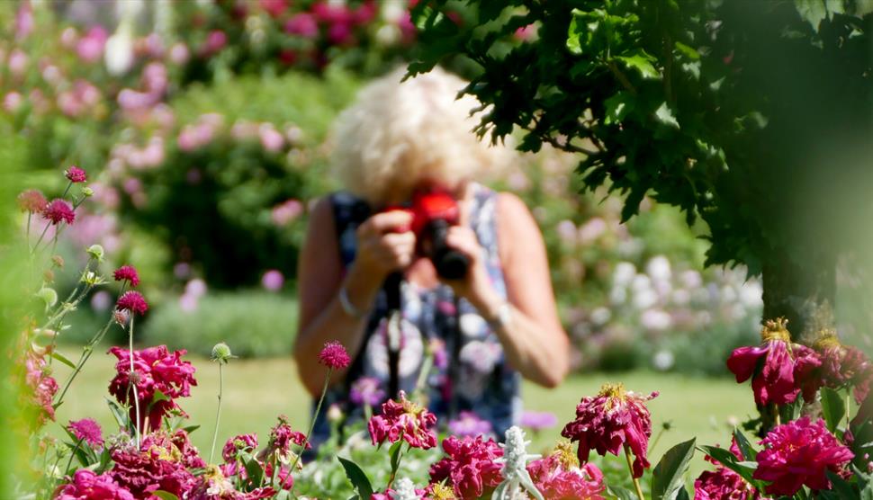 A Good Year for the Roses exhibition at Mottisfont