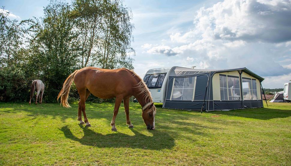 Camping New Forest