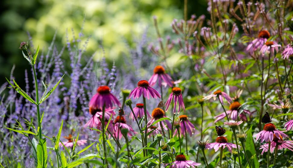 Seasonal Spotlight tours - Summer Perennials at Exbury Gardens & Steam Railway