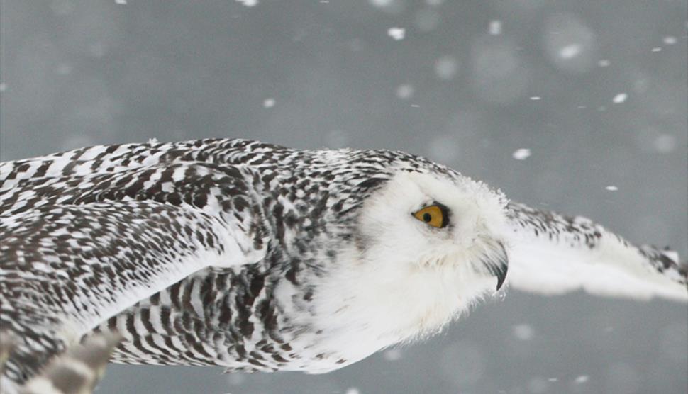Christmas Carols and Owls at Hawk Conservancy Trust