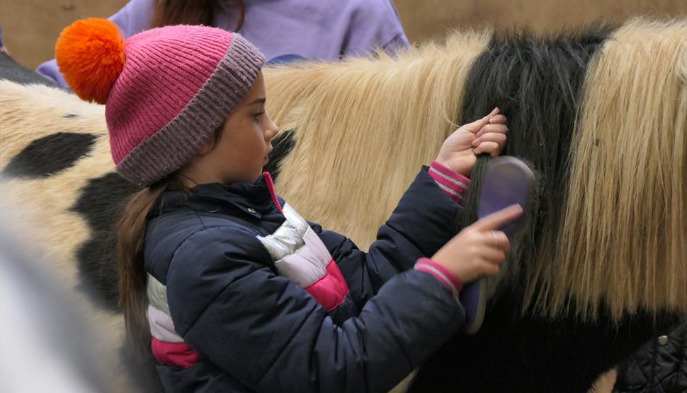A girl brushing a pony at Elysian