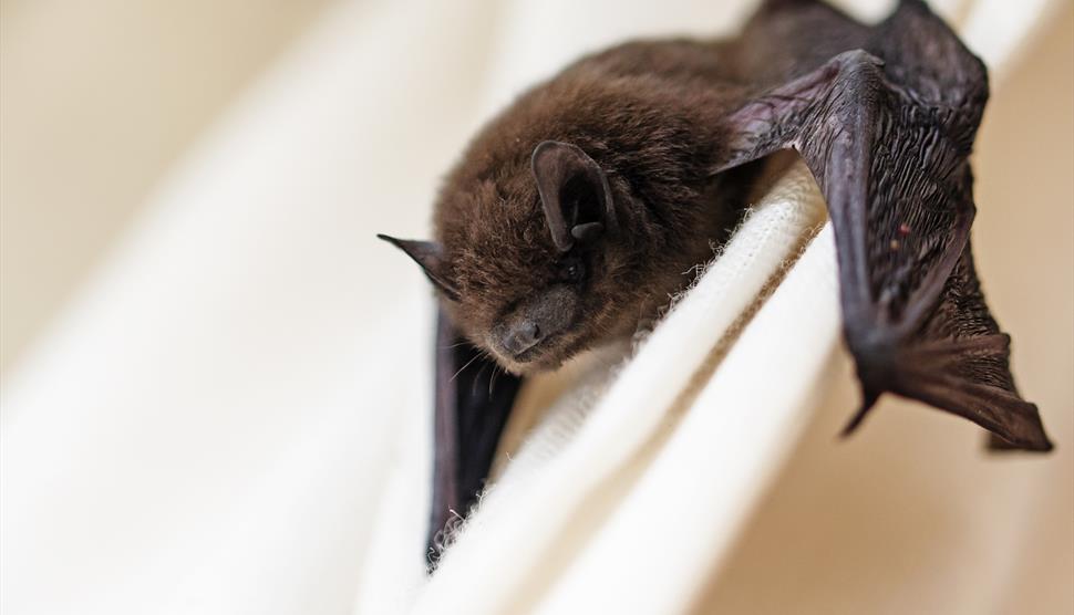 Bat Walks at Lepe Country Park