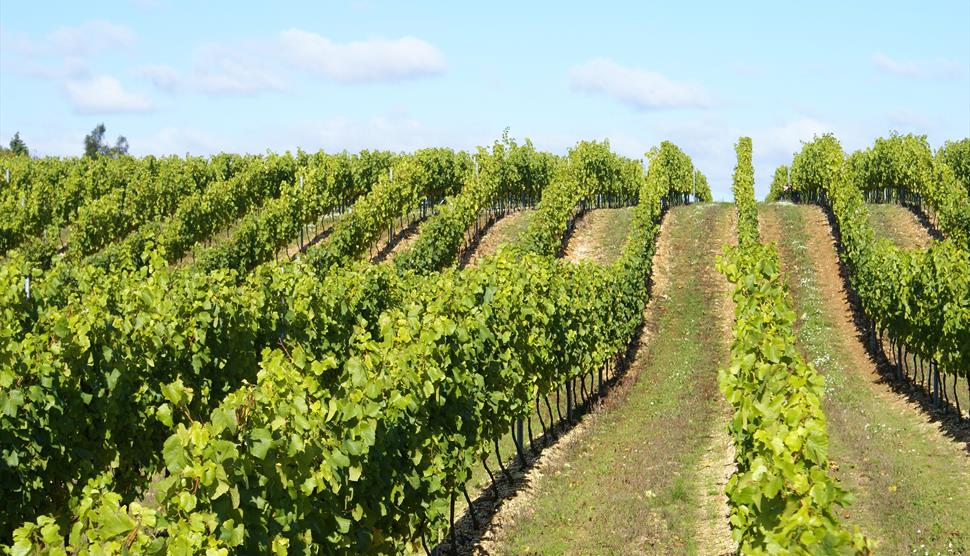 Hattingley Vineyard