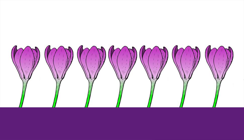 250,000 Purple Crocuses in Bloom at Sir Harold Hillier Gardens Gardens