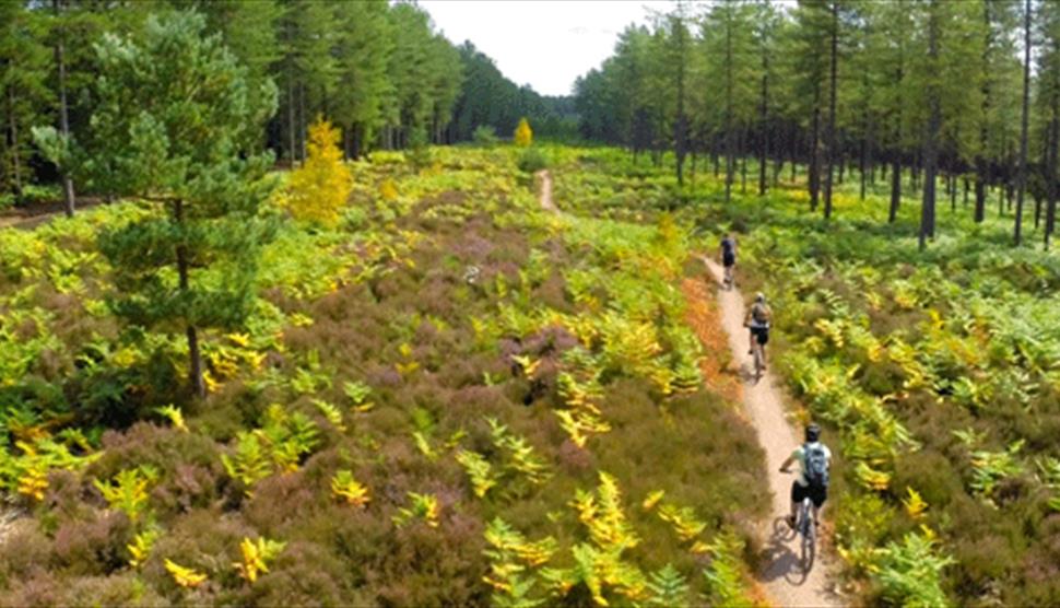 Moors Valley Country Park and Forest