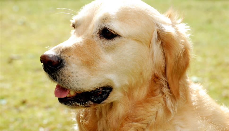 Super Pet Dog Show at Queen Elizabeth Country Park