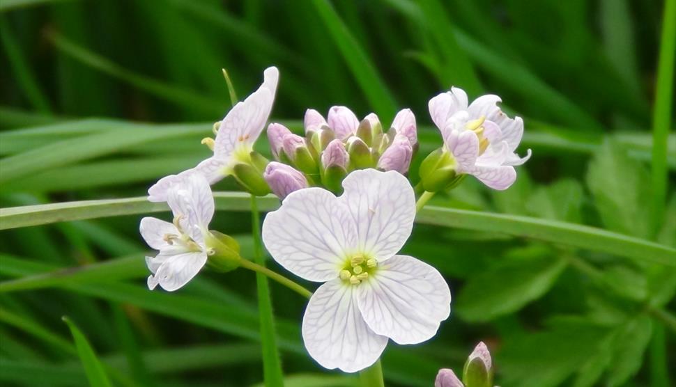 Spring New Forest Foraging Courses