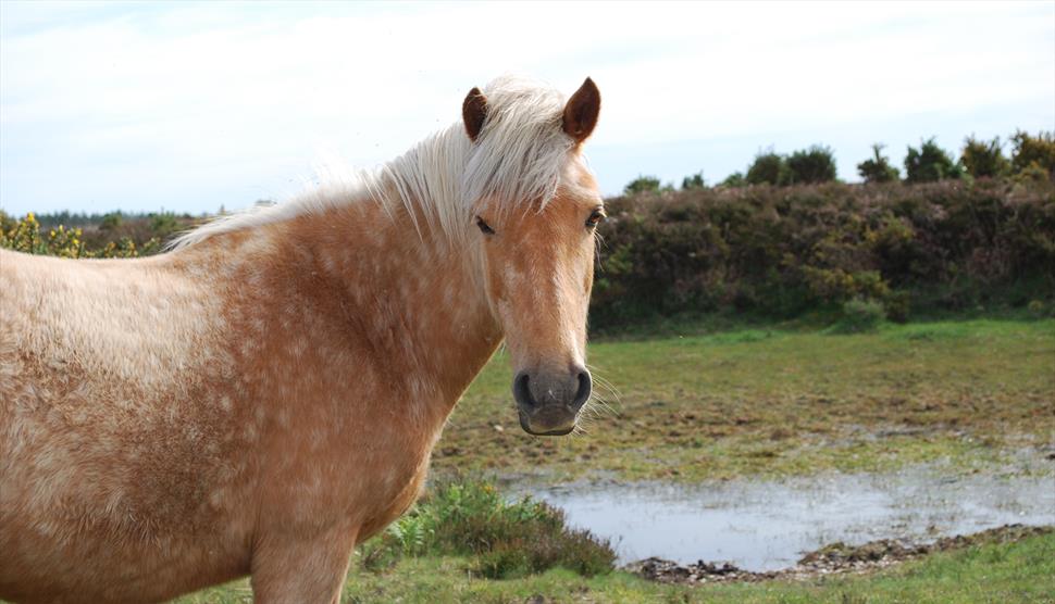 Wild Food UK New Forest Forgaging