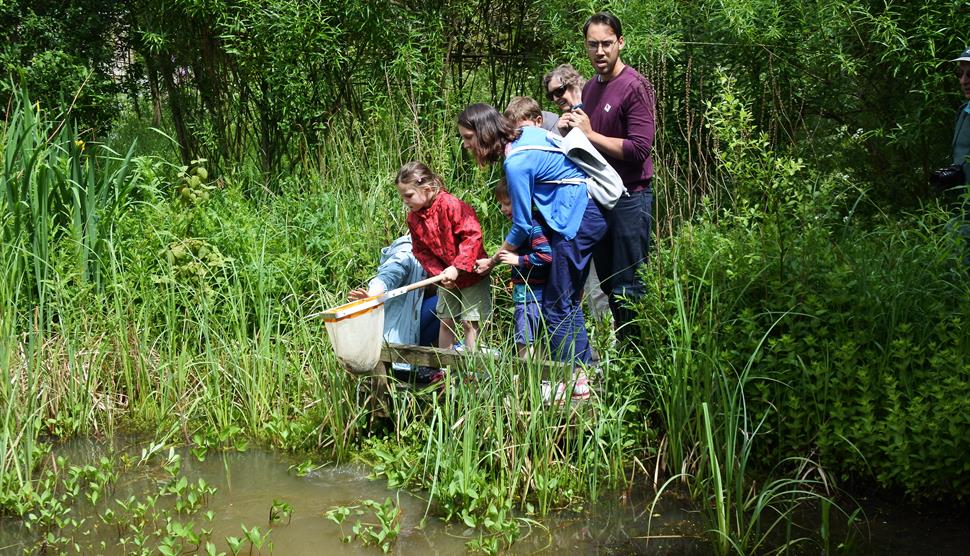 Pond Dipping - Visit Hampshire