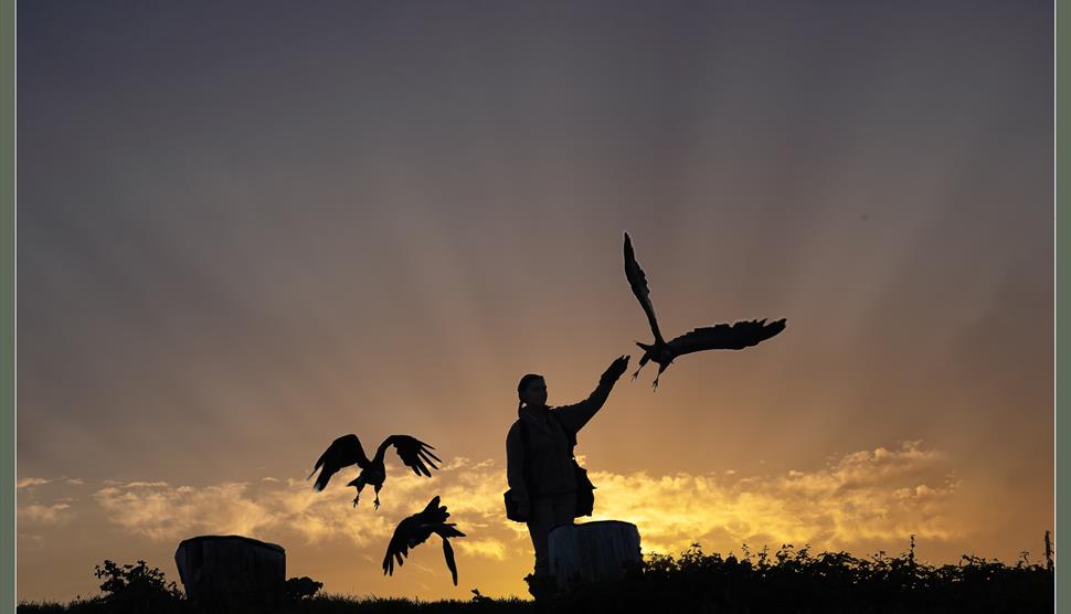 The Hawk Conservancy Trust