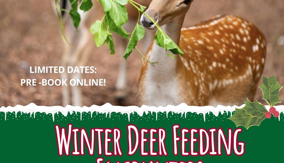 Deer feeding encounter at New Forest Wildlife Park