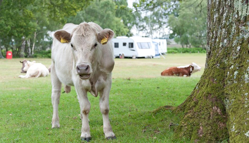 Denny Wood Campsite, New Forest