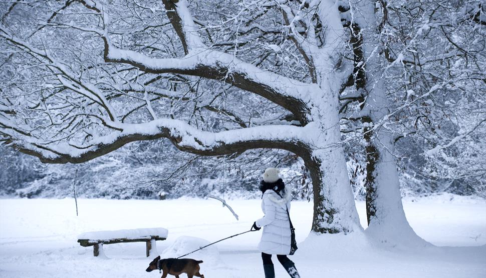 Winter Walks at The Vyne