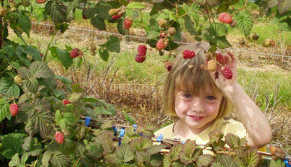 Durleighmarsh Farm Shop and Pick your Own