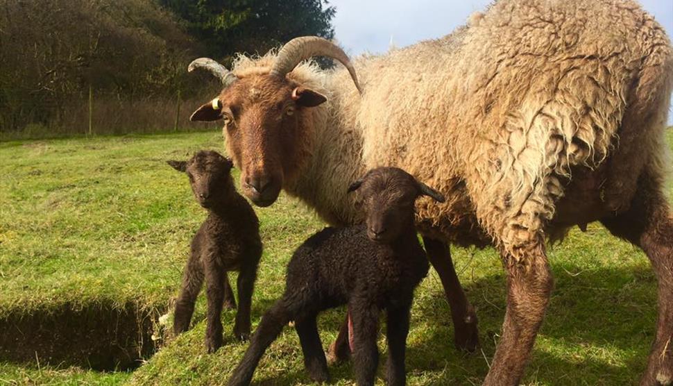 Spring Time Easter Activities at Butser Ancient Farm