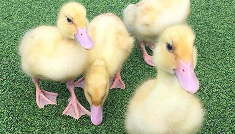 Easter Farm Open Days at Miller's Ark