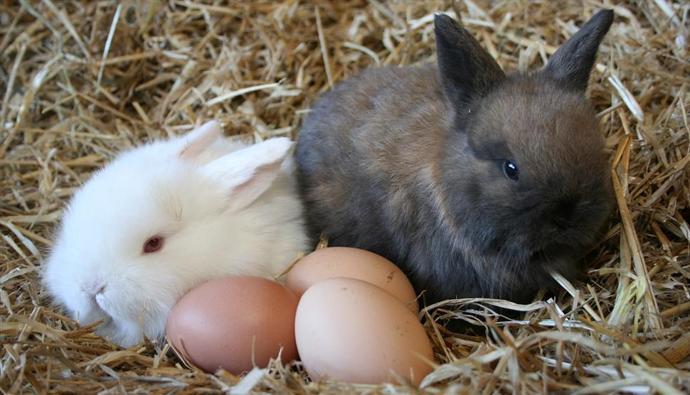 Easter Farm Fun and Flower Pots at Longdown Activity Farm
