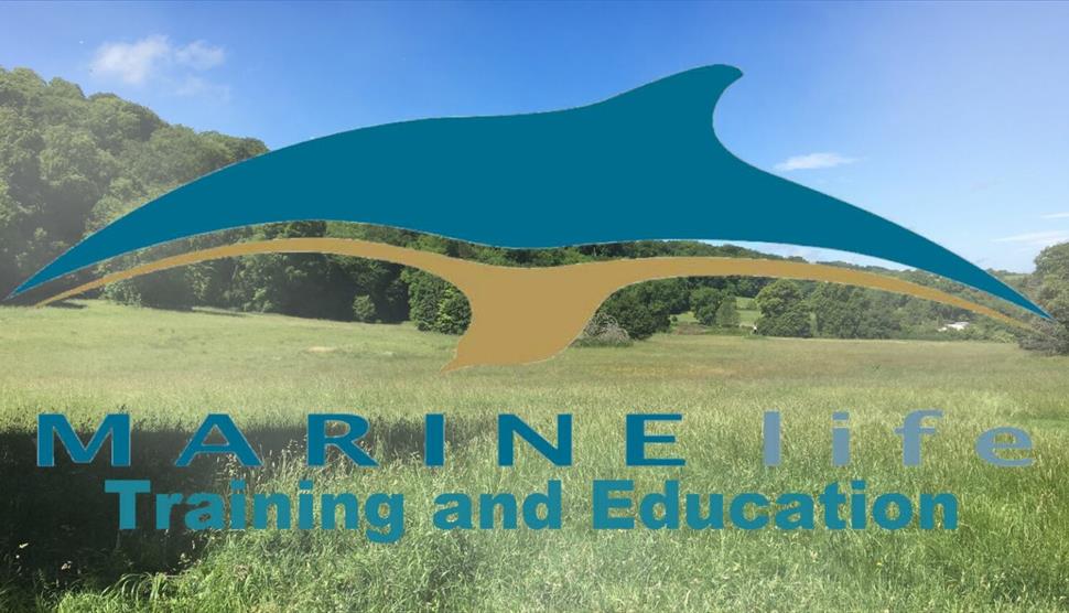 Identification of Whales, Dolphins and Seabirds