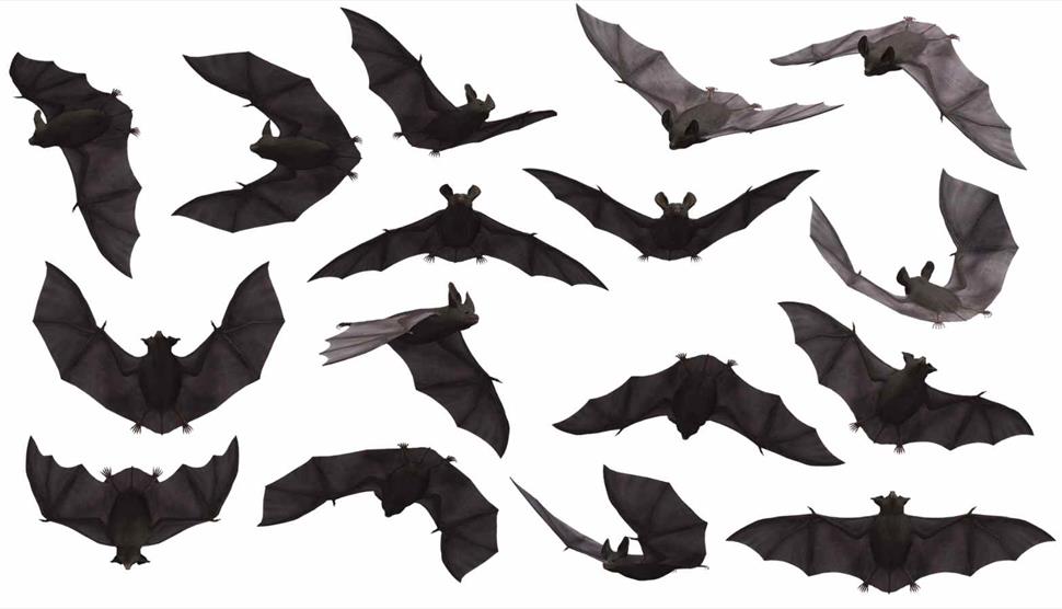 Bat Night at Gilbert White's House & Gardens