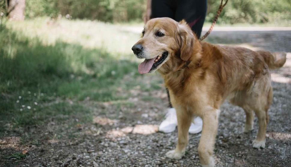 Dog Show at Gilbert White's House & Gardens