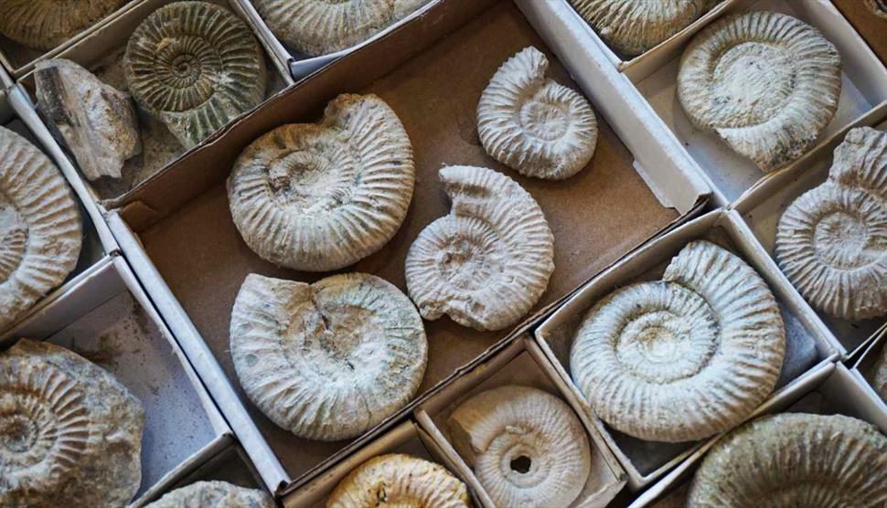 Fossil Day at Gilbert White's House & Gardens