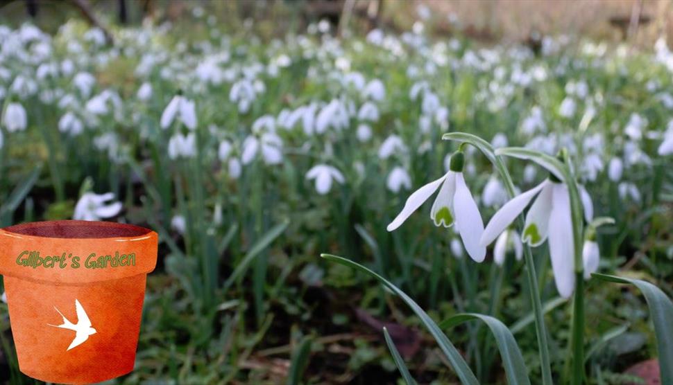 Gilbert's Garden: Snowdrops at Gilbert White's House & Gardens