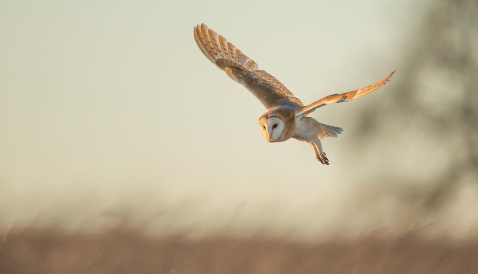 Owl