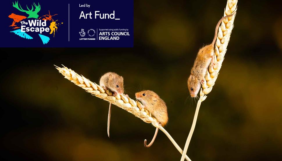 'The Wild Escape' – Meet a Creature Sensory Trail at Gilbert White's House & Gardens