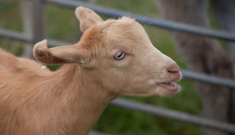 Farm at the Fort - free half term fun at Royal Armouries Fort Nelson