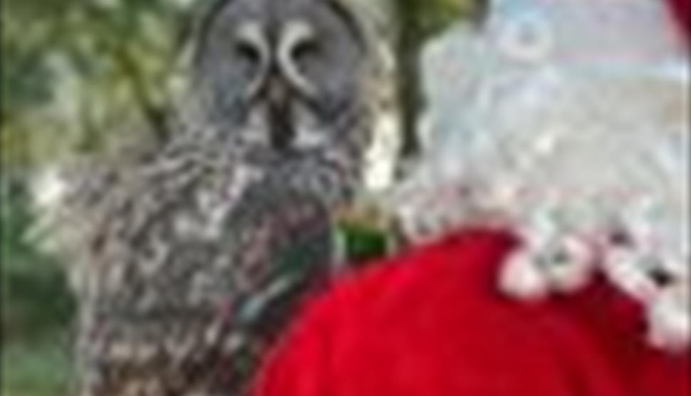 Father Christmas with Owl