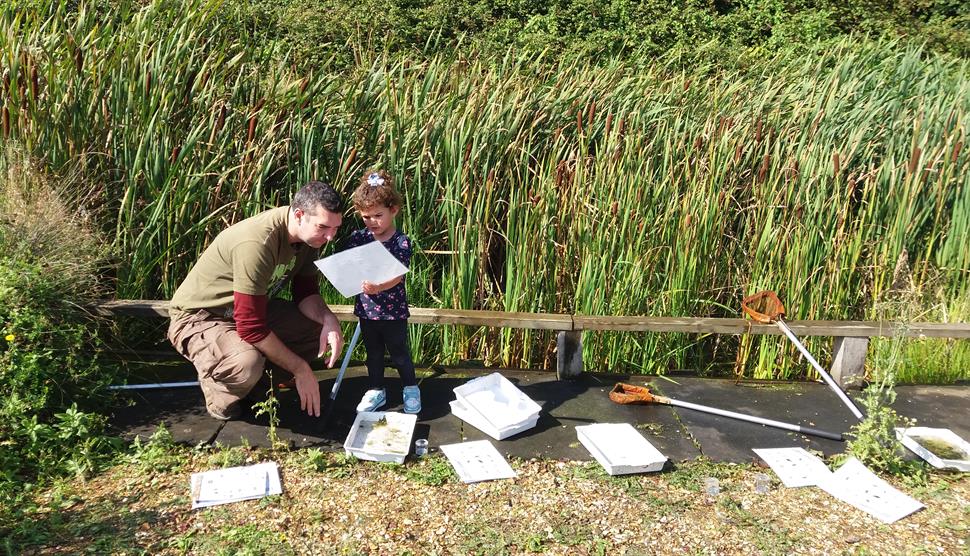 Pond Dipping at Lakeside Country Park