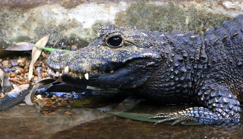 Father's Day at Birdworld