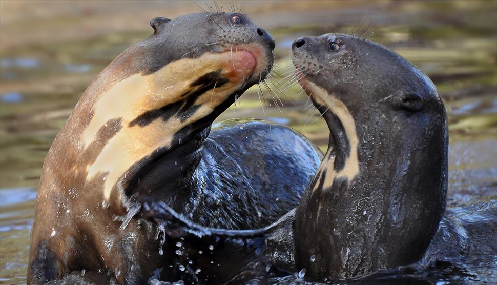 Februray Half Term at New Forest Wildlife Park
