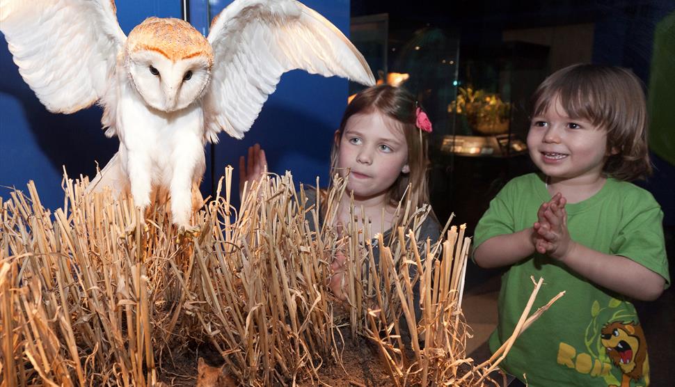 WILD celebrating the Natural History of the British Isles