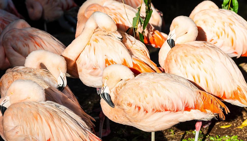 Flamingos at Birdworld