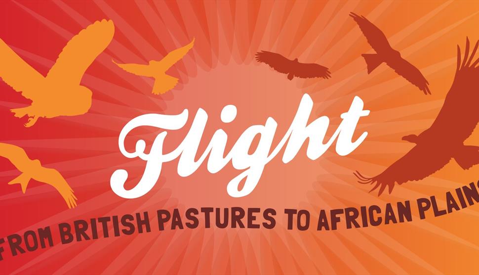 Flight: From British Pastures to African Plains at Hawk Conservancy Trust