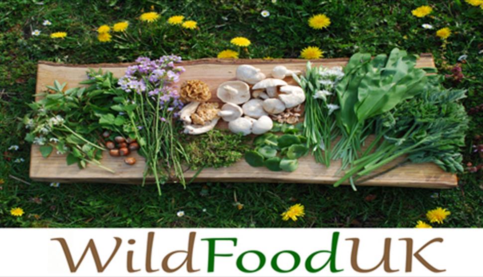 Foraging with Wild Food UK at Queen Elizabeth Country Park Visitor Centre
