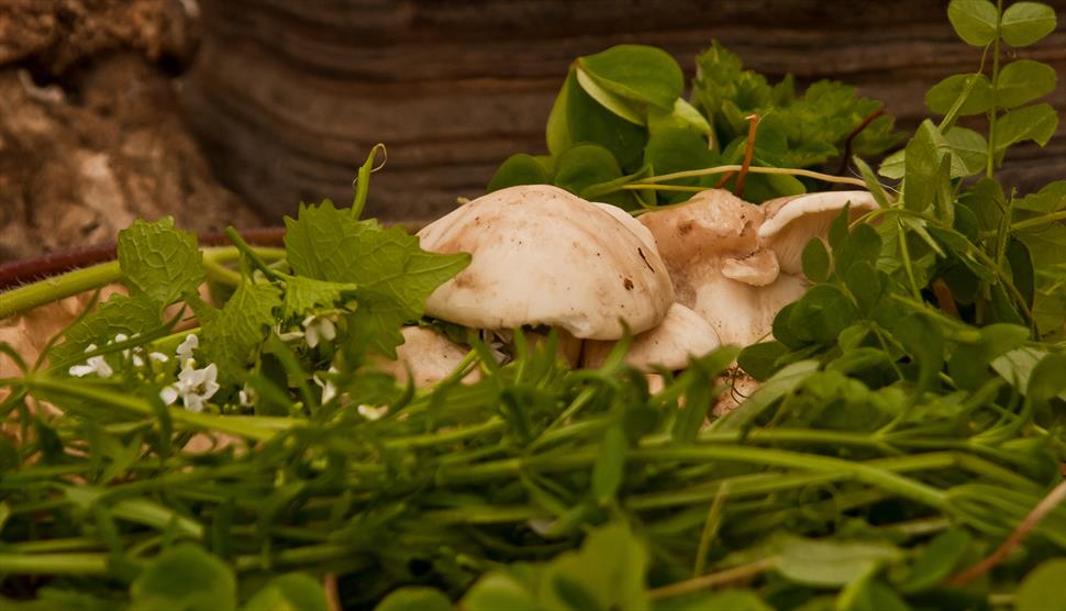 Queen Elizabeth Country Park Foraging Courses