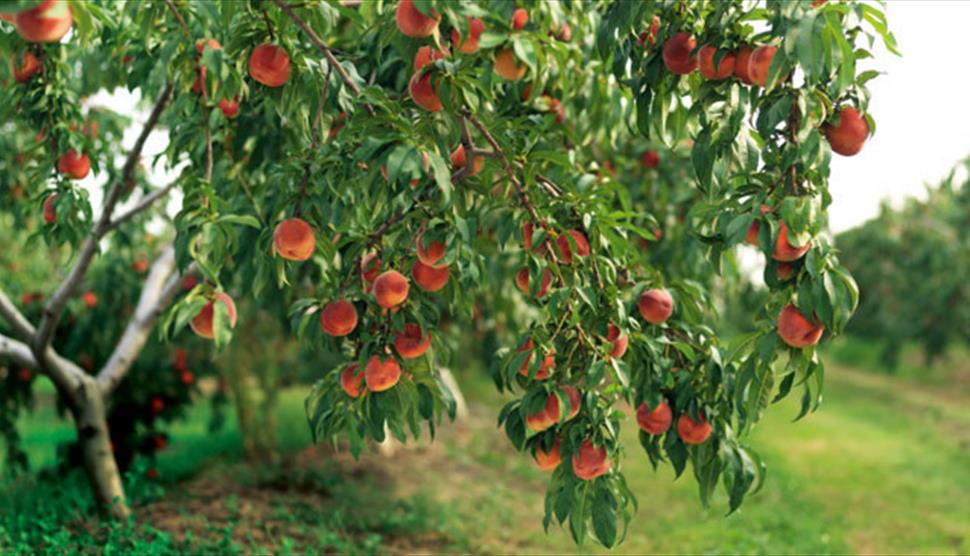 Fruit Pruning at Minstead Study Centre