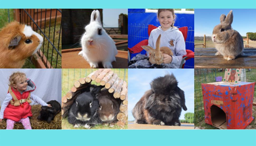 Summer Workshops at Furlock Holmes Animal Rescue