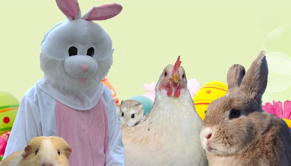 Easter Bunny Workshops at Furlock Holmes Animal Care